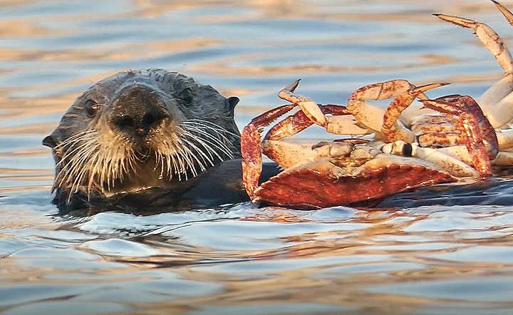 an otter floating on its back holds an upside down crab on its belly